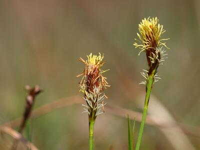 carex caryophyllea