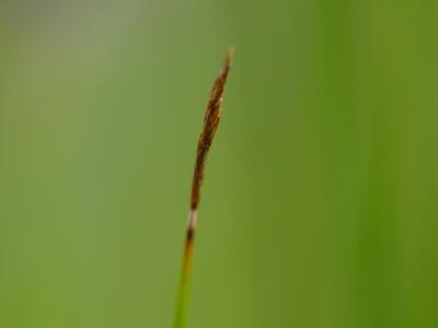 carex davalliana mann
