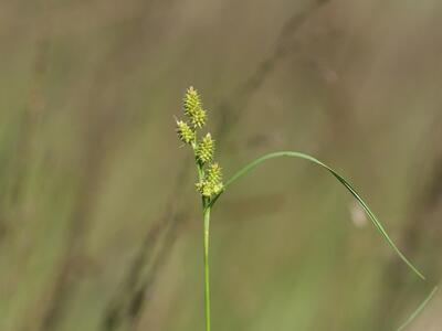 carex demissa