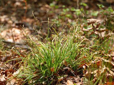 carex digitata