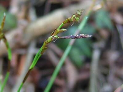 carex digitata mann