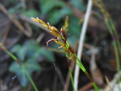 carex digitata weib