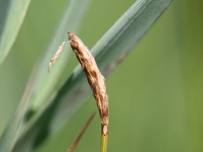 carex dioica maennlein