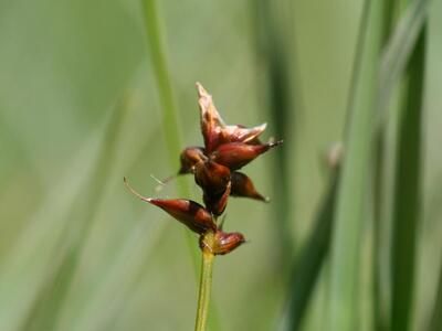 carex dioica weiblein