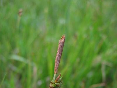 carex distans maennl