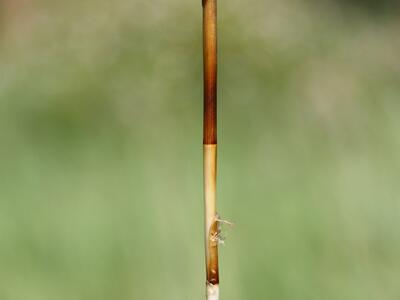 carex disticha baendersoeckchen