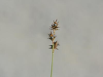 carex echinata