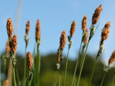 carex elata