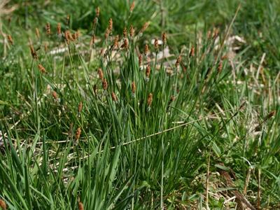 carex elata habitus