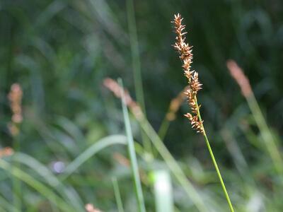 carex elongata