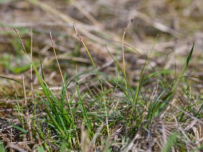 carex ericetorum