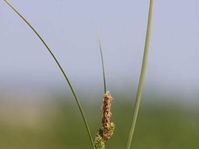 carex extensa