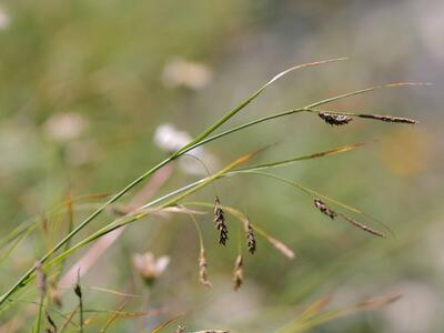 carex fimbriata