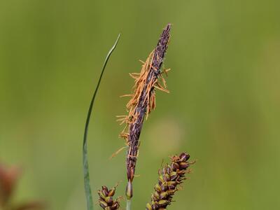 carex flacca