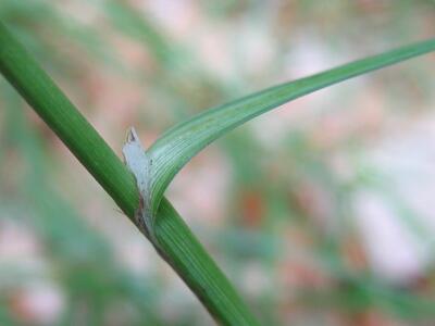 carex flacca blatthaeutchen