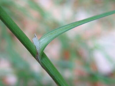 carex flacca blatthaeutchen