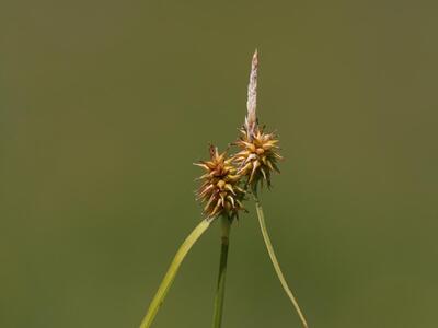 carex flava