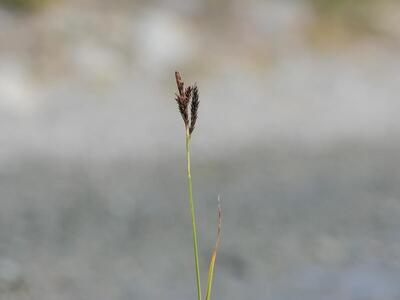 carex frigida