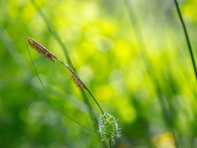 carex hirta