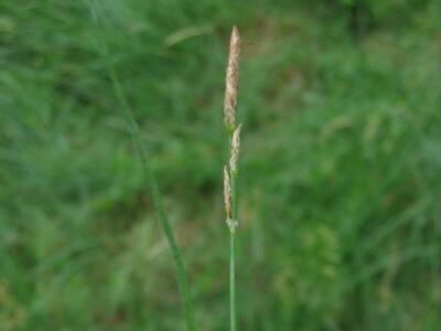 carex hirta mann