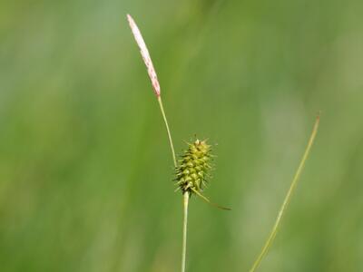 carex lepidocarpa