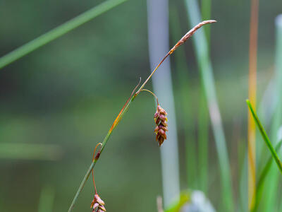 carex limosa