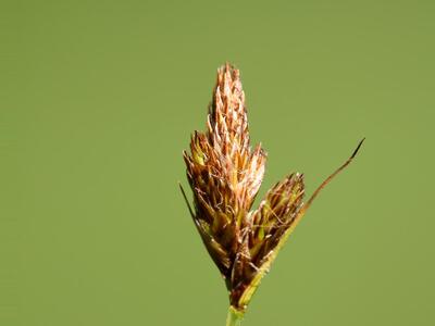 carex montana