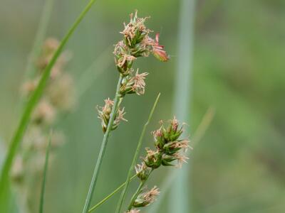 carex muricata