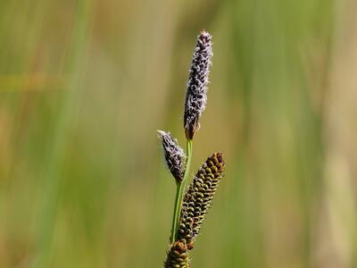 carex nigra