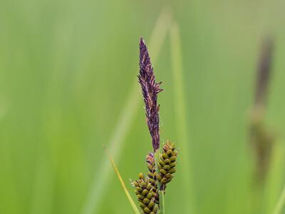 carex nigra habitus