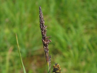 carex nigra maennl