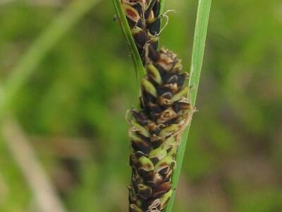 carex nigra weibl