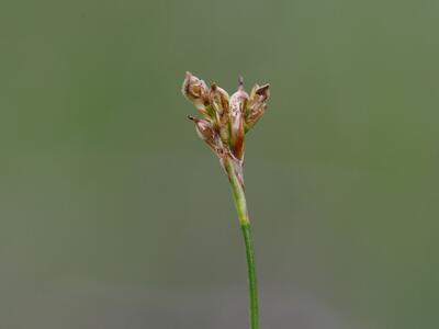 carex ornithopodioides detail