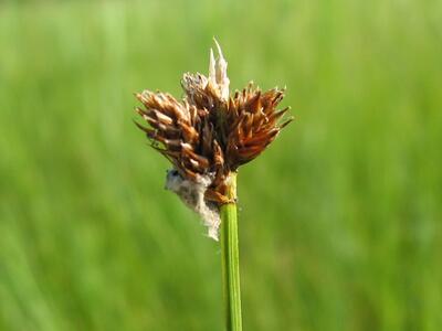 carex ovalis