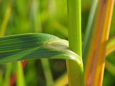 carex ovalis blattscheide