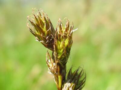 carex ovalis habitus