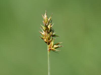 carex pairaei