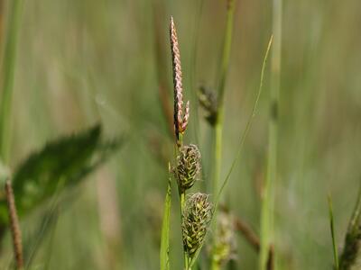 carex pallescens