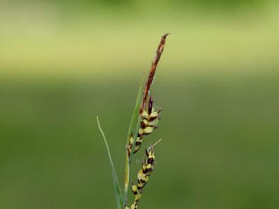 carex panicea