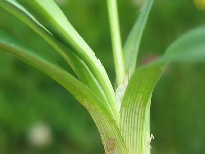 carex panicea blattansatz