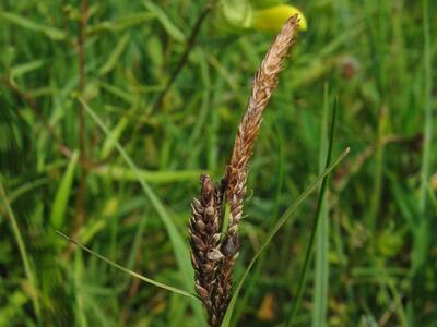 carex panicea fruchtstand