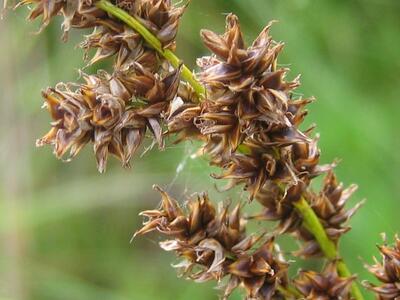 carex paniculata fruchtstand