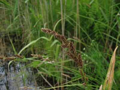 carex paniculata habitus