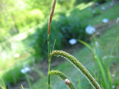 carex pendula