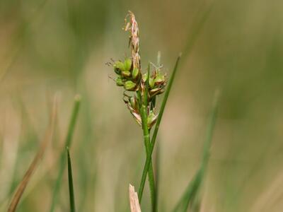 carex pilulifera