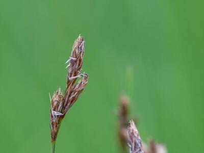 carex praecox