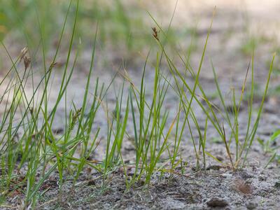 carex praecox habitus