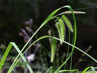 carex pseudocyperus