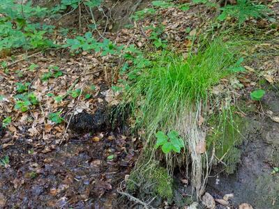 carex remota