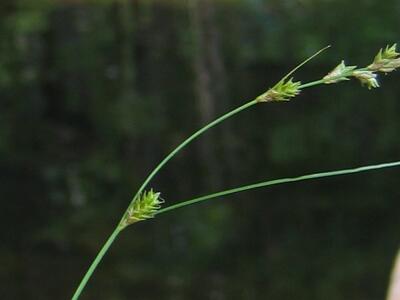 carex remota detail